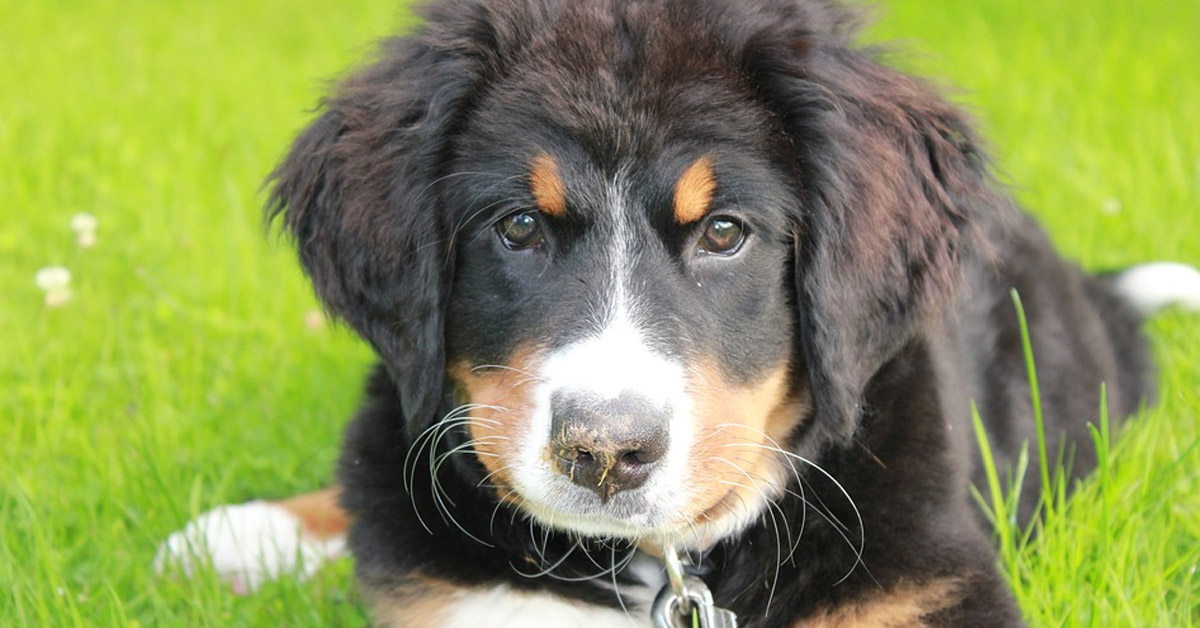 Il cucciolo di Bovaro del Bernese suona un campanello quando vuole uno snack (video)