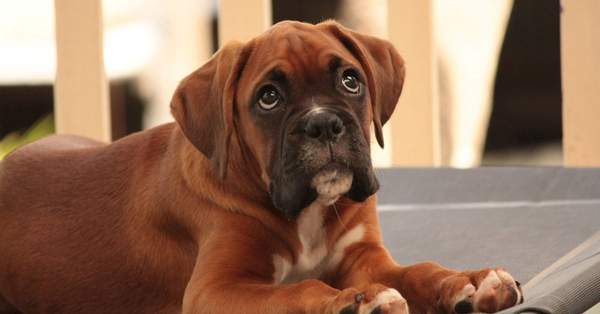 Il cucciolo di Boxer vede il mare per la prima volta e non riesce a trattenere la felicità