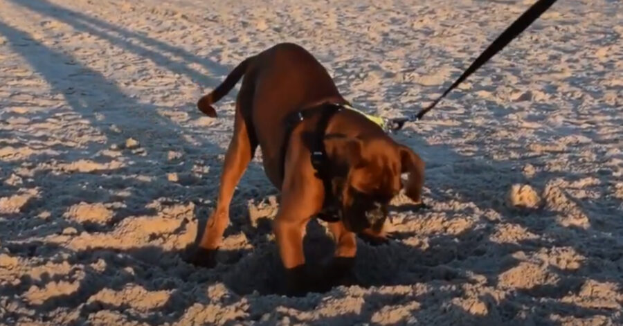 Cucciolo di Boxer in spiaggia