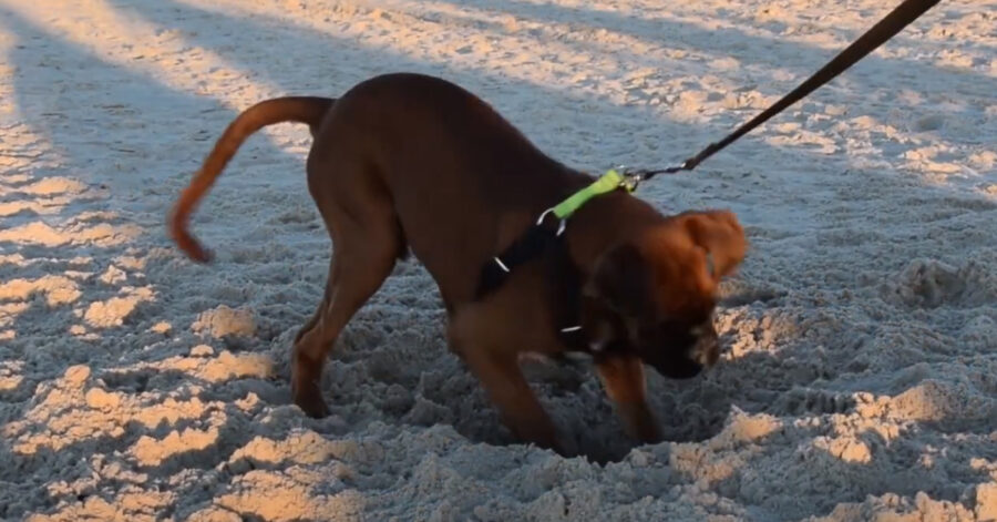 Cucciolo di Boxer in spiaggia