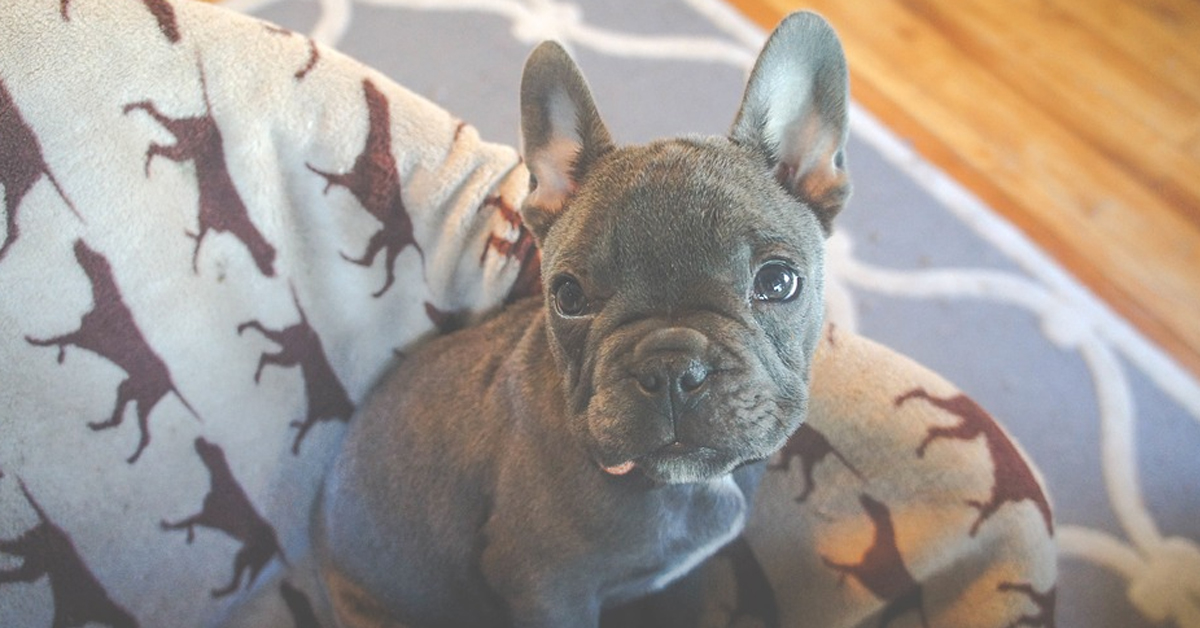 Il cucciolo di Bulldog Francese si sente il cane più felice del mondo nel suo nuovo “letto” (video)
