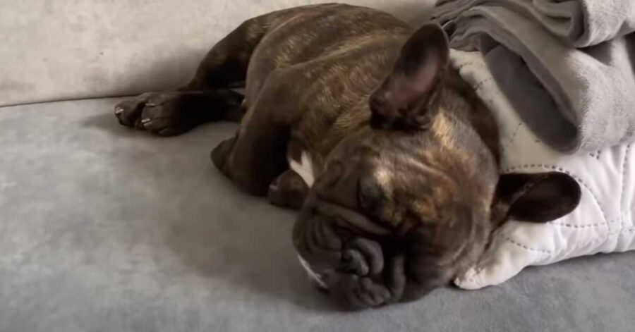 Cucciolo di Bulldog Francese che dorme