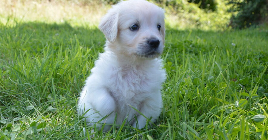 Cucciolo di Golden Retriever che osserva