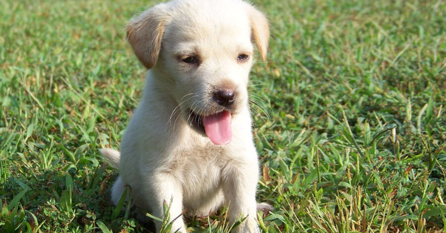 Cucciolo di Golden Retriever che osserva