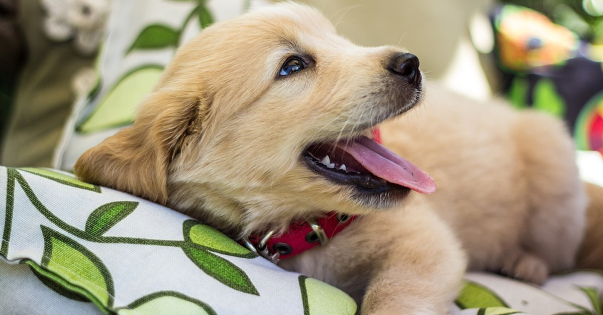 Il cucciolo di Golden Retriever è annoiato e si inventa un nuovo gioco (video)