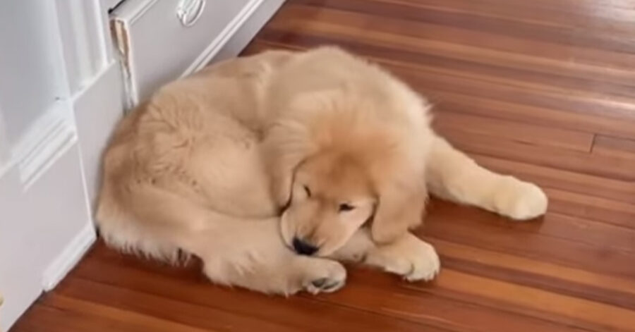 Cucciolo di Golden Retriever che dorme