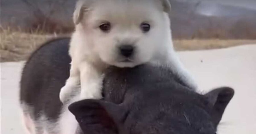 Cucciolo di Golden Retriever che osserva