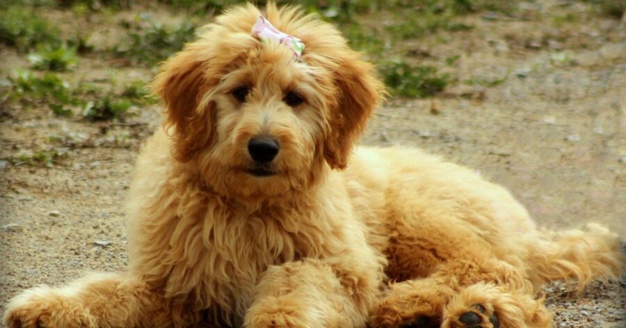 Goldendoodle che osserva