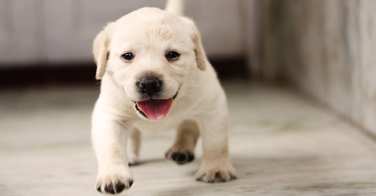 Il cucciolo di Labrador trascorre per la prima volta un giorno nella sua nuova casa