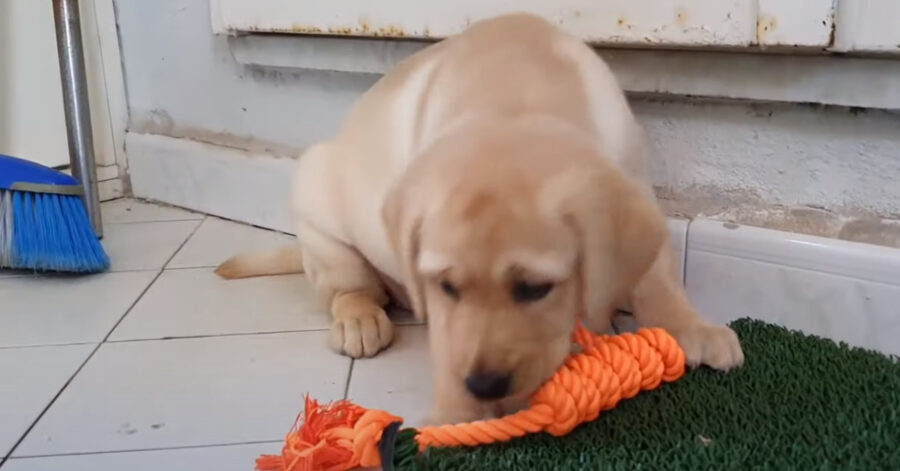 Cucciolo di Labrador che gioca