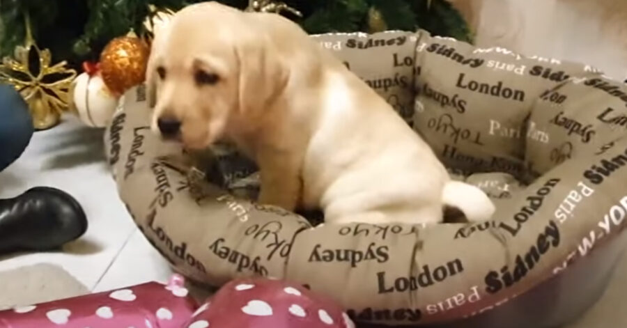 Cucciolo di Labrador nella sua cuccia