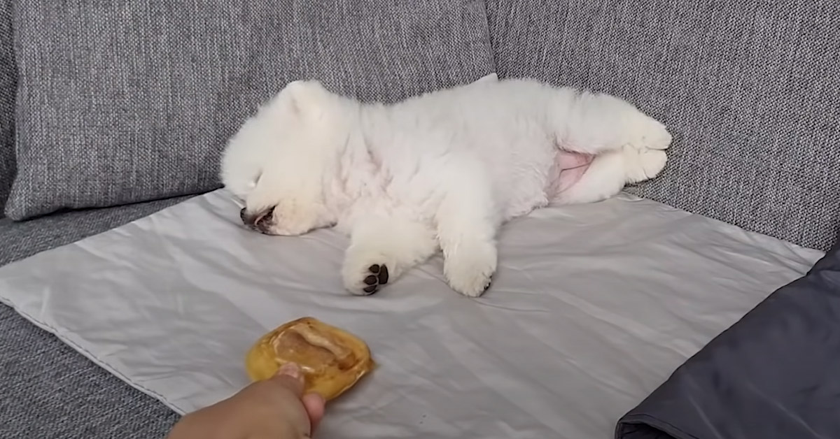 Il cucciolo di Pomerania riceve un premio mentre dorme e la sua reazione è tutta da ridere (video)