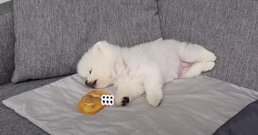 Cucciolo di Pomerania che dorme