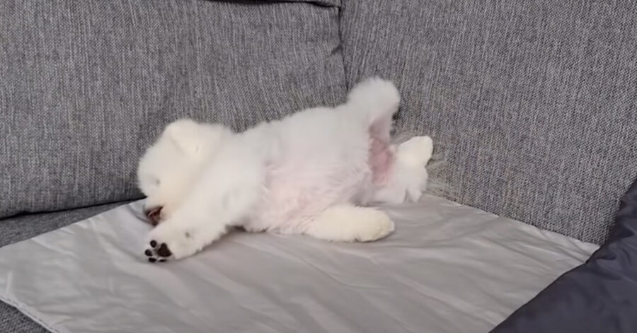 Cucciolo di Pomerania che dorme