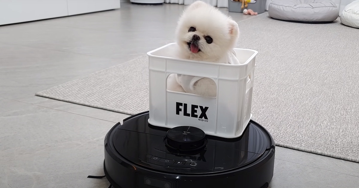 Il cucciolo di Pomerania si sente il re della casa mentre cavalca il roomba (video)