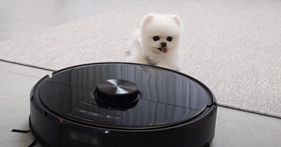 Cucciolo di Pomerania con il roomba