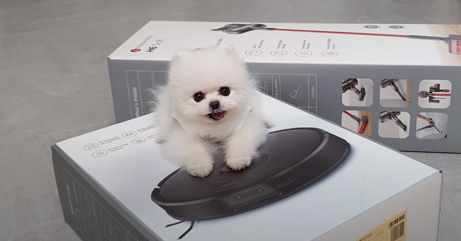 Cucciolo di Pomerania con il roomba