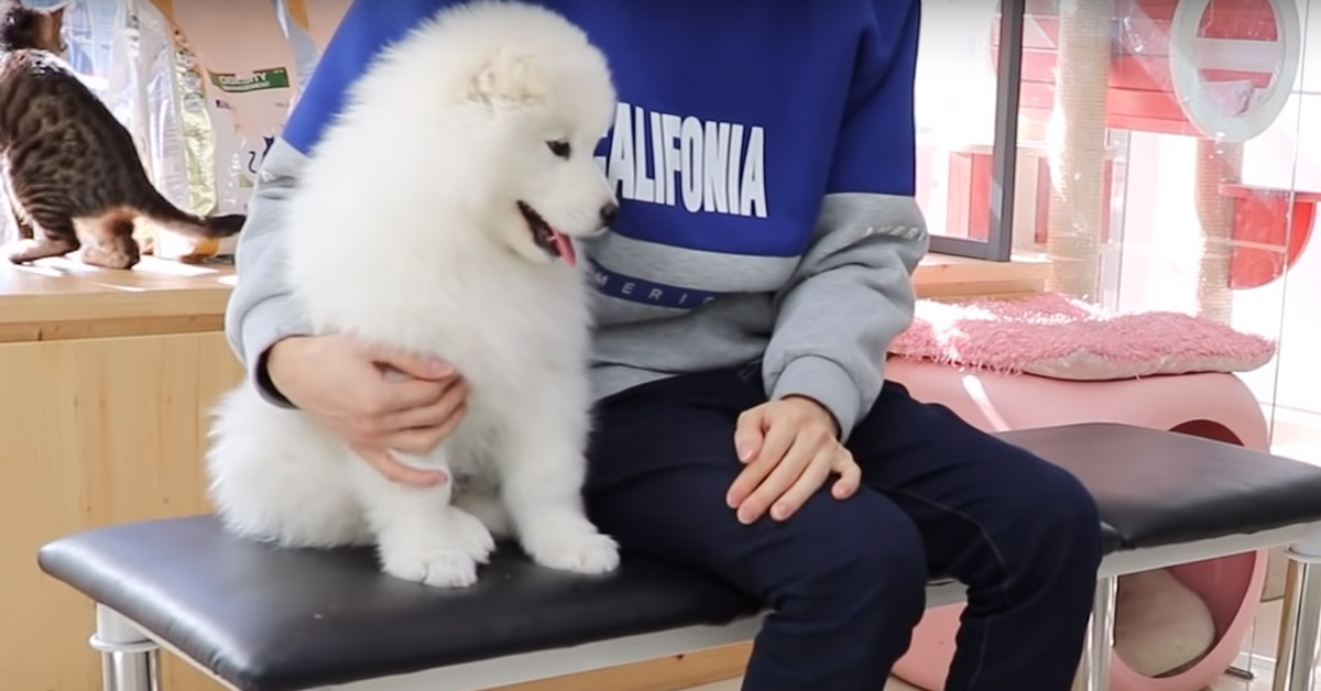 Il cucciolo di Samoiedo va dal veterinario per la prima volta