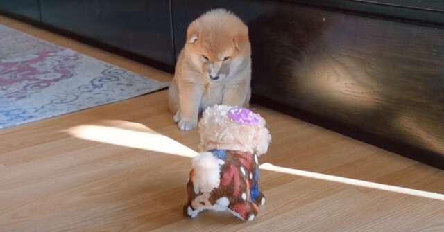 Il cucciolo di Shiba Inu ha paura di un cane finto (video)