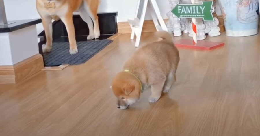 Cucciolo di Shiba Inu che gioca