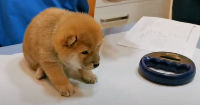 Il cucciolo di Shiba Inu va per la prima volta dal “temibile” veterinario