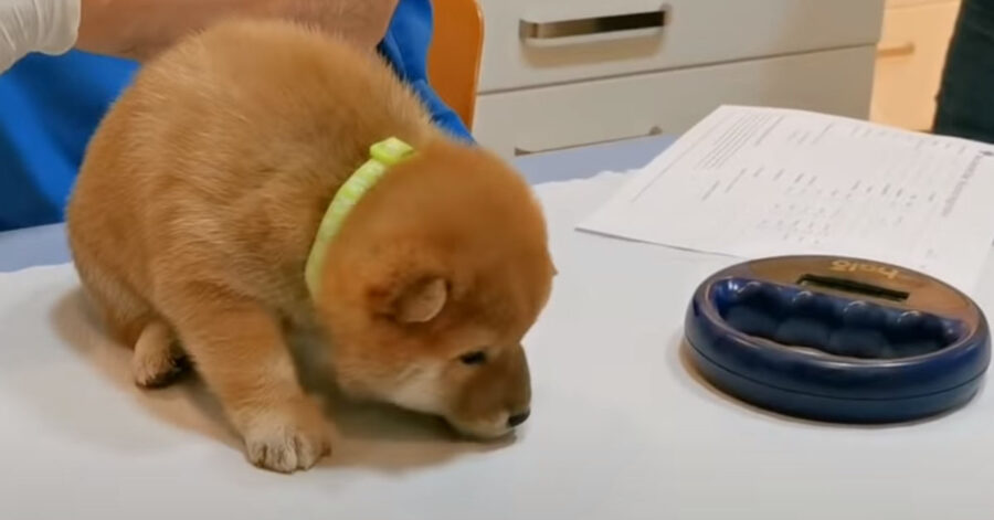 Cucciolo di Shiba Inu dal veterinario
