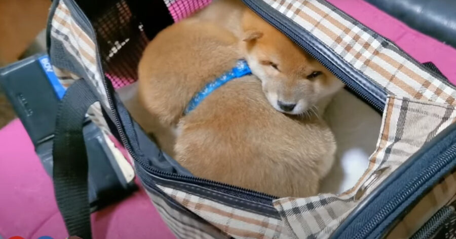 Cucciolo di Shiba Inu in una borsa