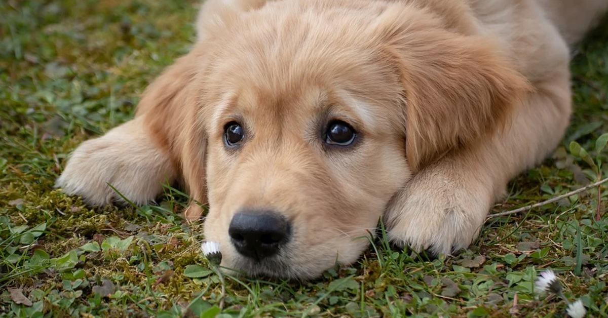 Il cucciolo di cane affronta per la prima volta la sfida contro le scale