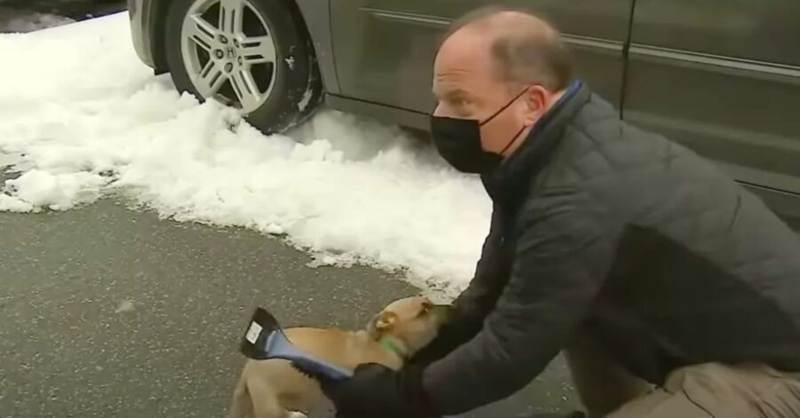 cucciolo di cane previsioni video