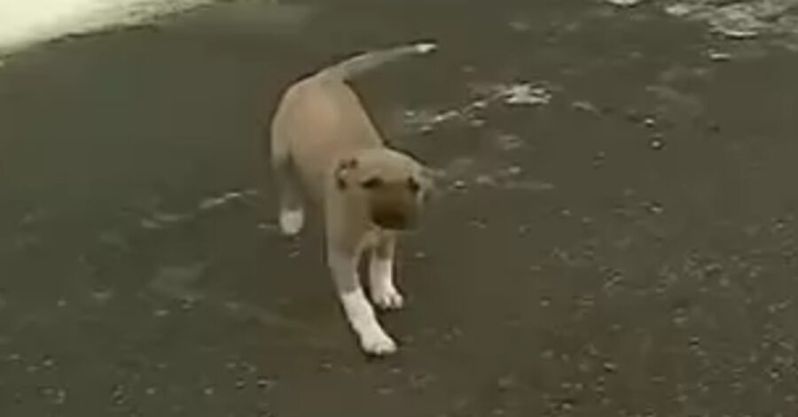 cucciolo di cane previsioni video