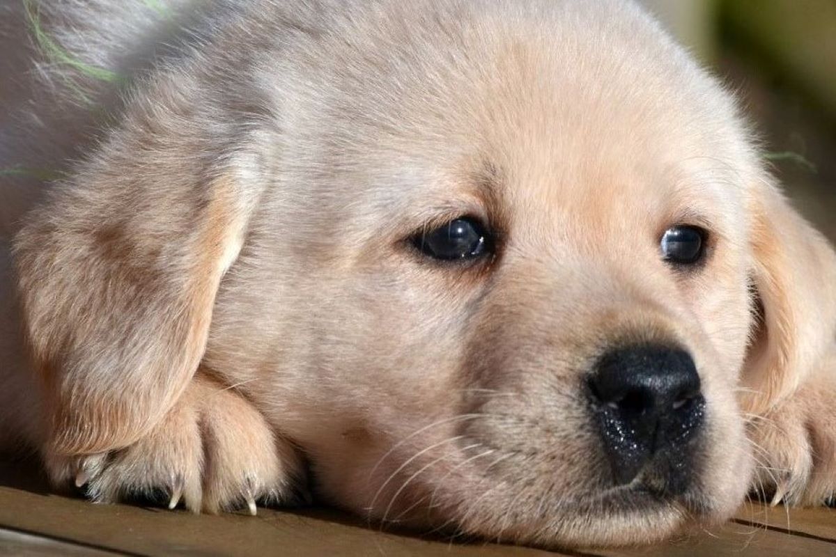 cagnolino stressato