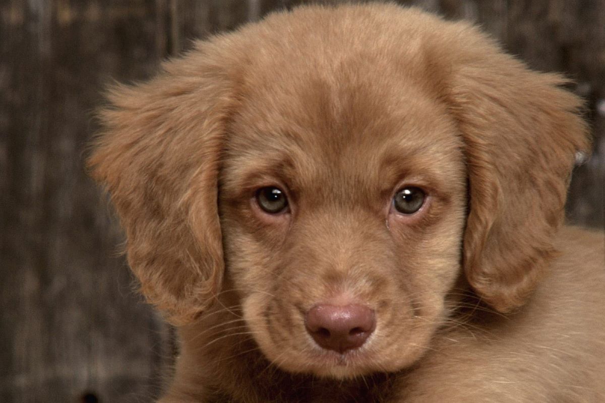 il cucciolo di cane sembra gobbo