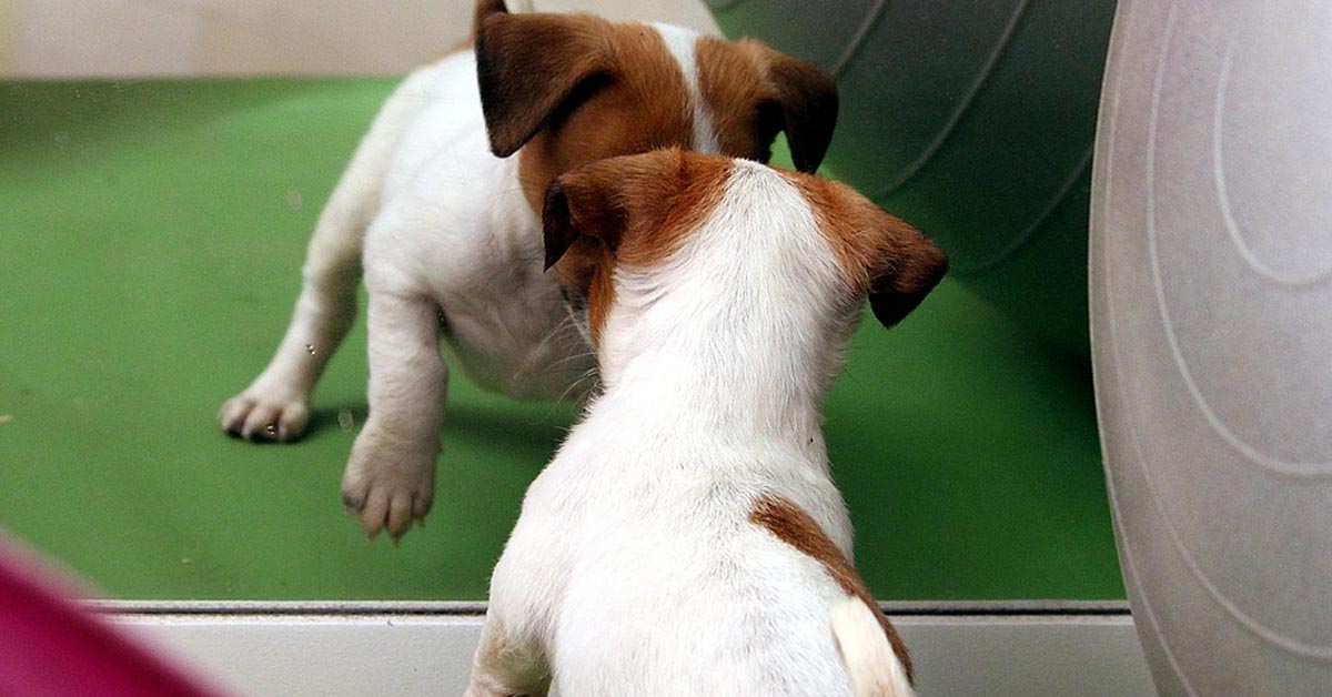 Il cucciolo di cane vede per la prima volta il suo riflesso allo specchio e inizia una tenera lotta contro se stesso