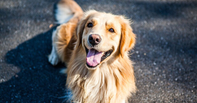 Il Golden Retriever affronta un test di assaggi e poi risolve un puzzle (video)