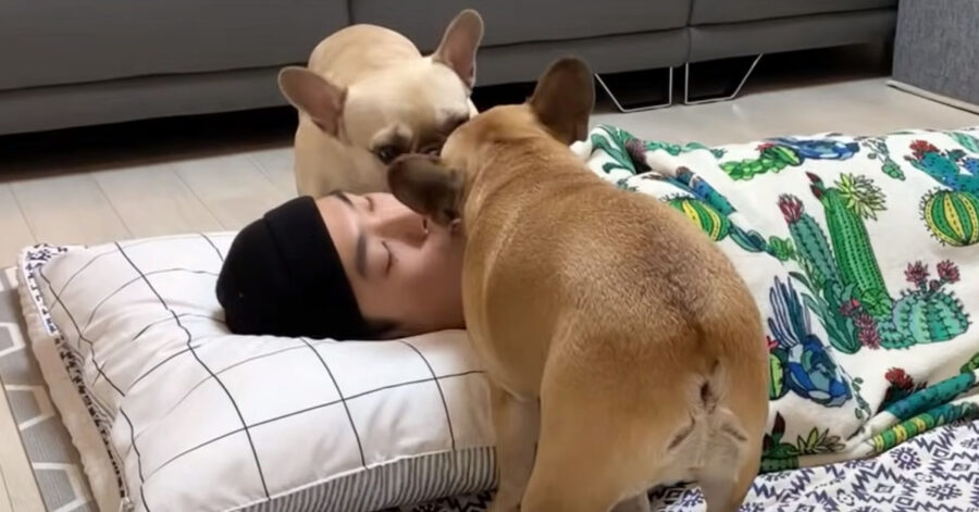 Bulldog disturbano il proprietario che dorme