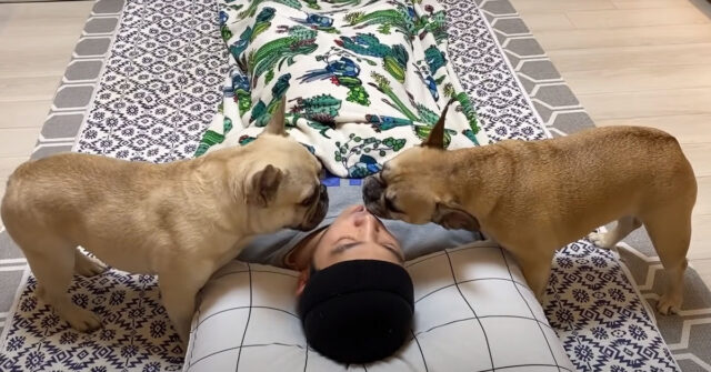 Il padrone di due Bulldog Francese finge di dormire con un loro snack in bocca: glielo ruberanno? (video)