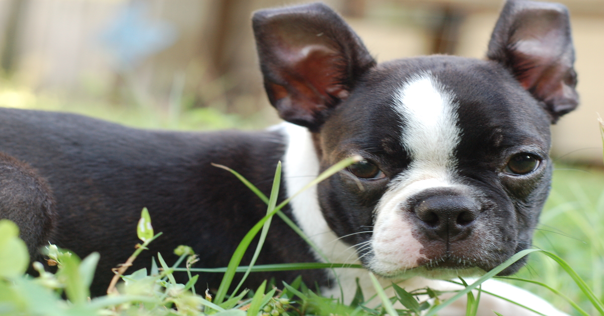 Indy, il cucciolo di Boston Terrier che ha regalato un sorriso a un bambino (VIDEO)