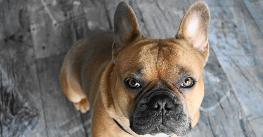 cuccioli di Bulldog francese mangiano i dolcetti invisibili 