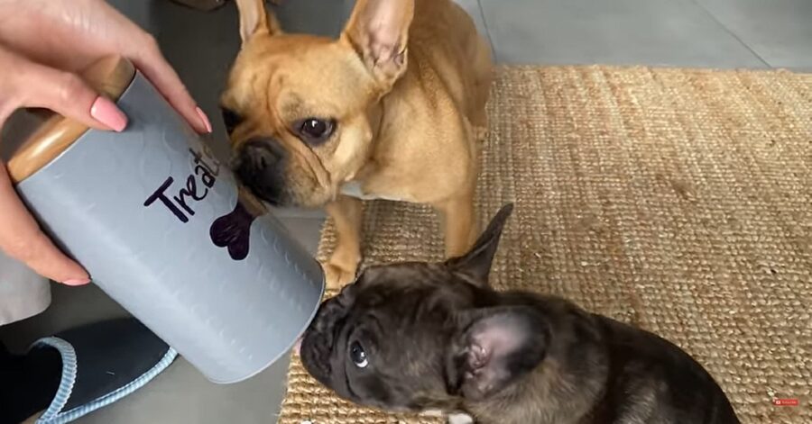 cuccioli di Bulldog francese mangiano i dolcetti invisibili 