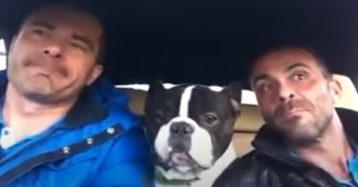 Junior, il Bulldog che strega il web grazie alle sue doti canore (VIDEO)