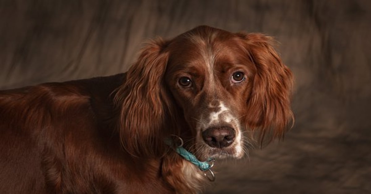 Klancie: il cucciolo di Setter Irlandese che dona sangue e che ha salvato la vita a 180 cani (VIDEO)