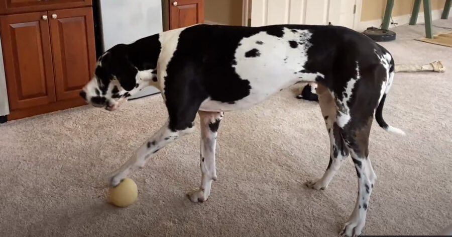 Alano con una pallina