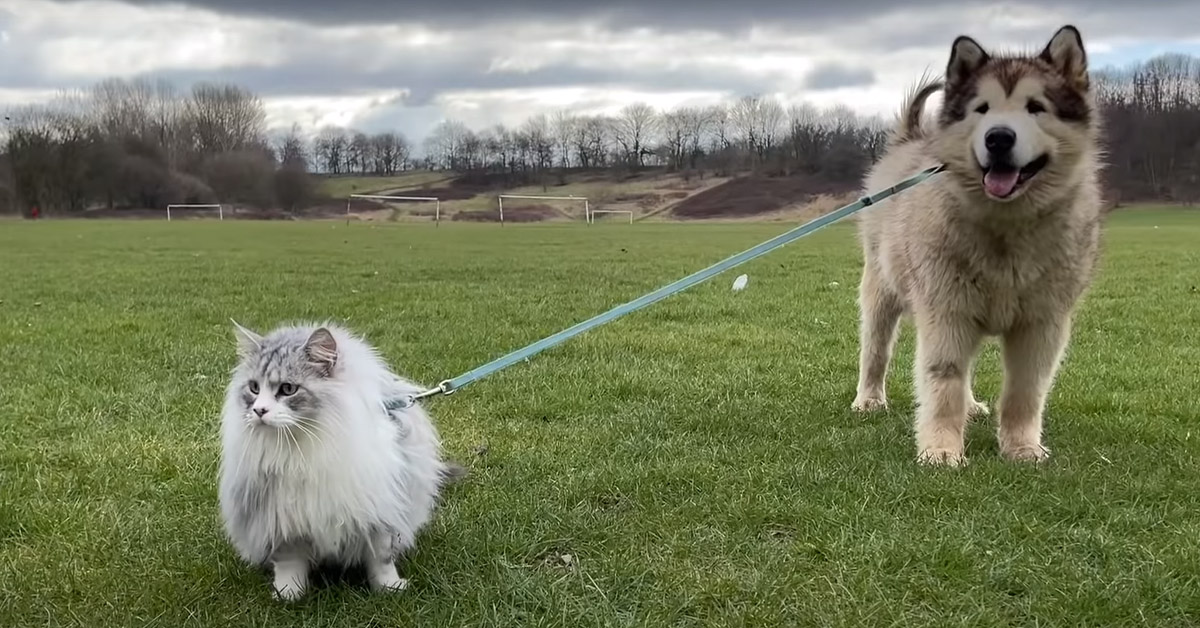 L’Alaskan Malamute e il suo amico gattino si godono una passeggiata uniti dallo stesso guinzaglio (video)