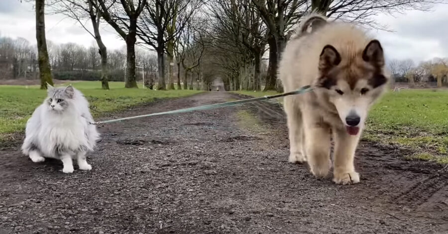 Alaskan Malamute con un gatto al guinzaglio