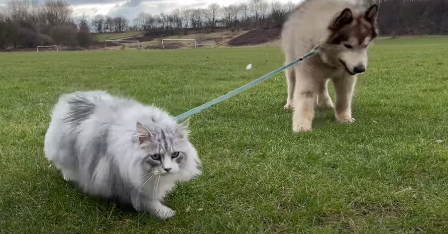 Alaskan Malamute con un gatto al guinzaglio