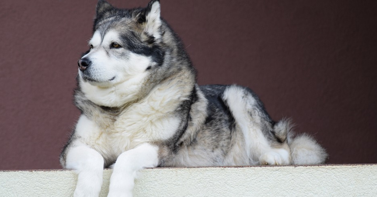 L’Alaskan Malamute ha freddo e la sua amica bambina lo copre (video)