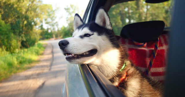 L’Alaskan Malamute inizia a cantare in macchina e la sua performance diventa virale (video)