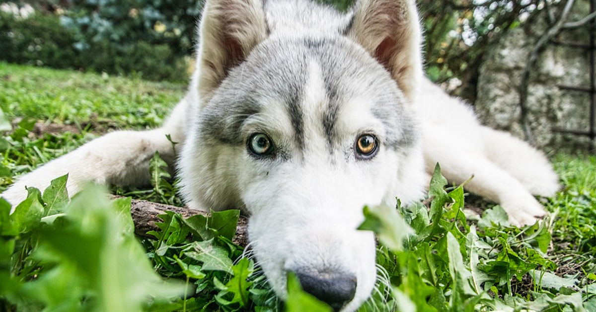 L’Husky accompagna il suo padrone che suona la batteria con un ululato (video)