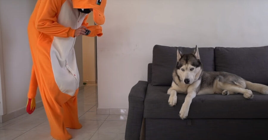 Husky con un Pokemon