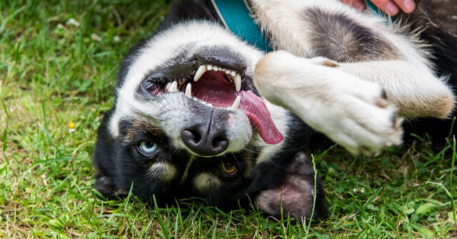 L’Husky bussa alla finestra per avere le coccole (video)